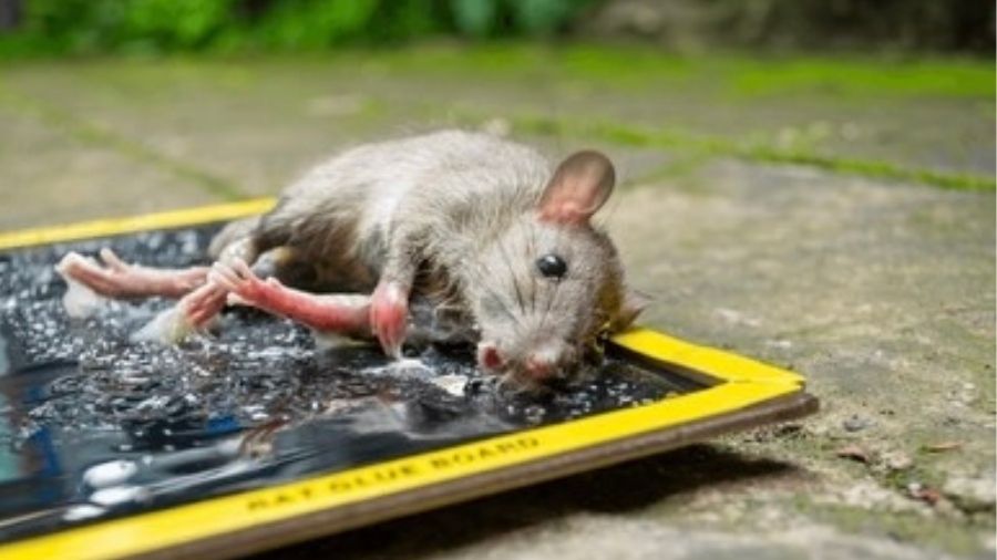 Mouse stuck to glue trap - Shutterstock